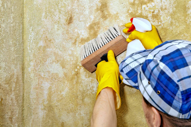 Professional Mold Inspection, Removal & Remediation in La Grange, NC